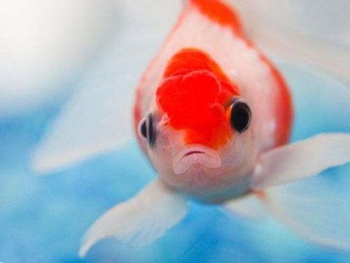 亲亲鱼疗养生馆